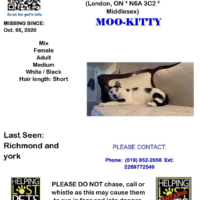 Moo Kitty is missing. Richmond and York area London, ON