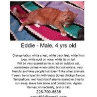 MISSING CAT - Eddie - Male, 4yrs old