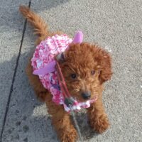 Lost red toy poodle, 6 months old