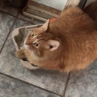 Missing cat
