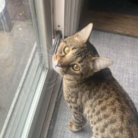 Stolen Cat