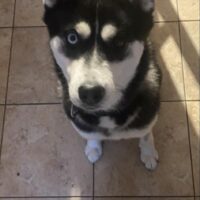 Missing huskies
