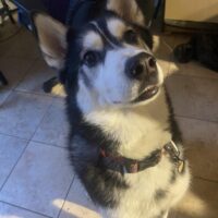 Missing huskies