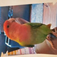 Lost Lover Bird -  Huron and Highbury Area - Reddish head, Green body, yellow beak - Very friendly