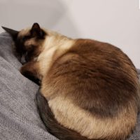 Missing Siamese Cat Brown/Beige