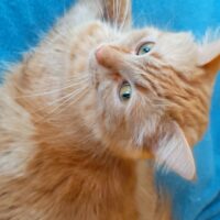 Missing Small ginger cat named PEACHES London ON